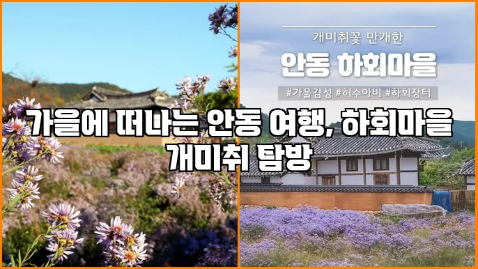 가을에 떠나는 안동 여행, 하회마을 개미취 탐방