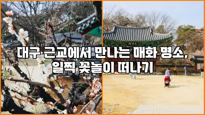 대구 근교에서 만나는 매화 명소, 일찍 꽃놀이 떠나기