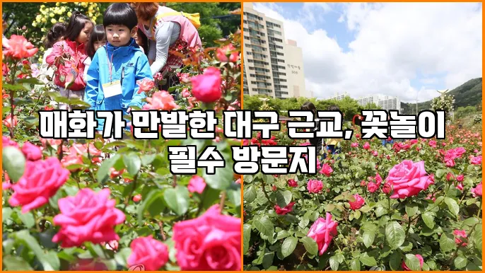 매화가 만발한 대구 근교, 꽃놀이 필수 방문지