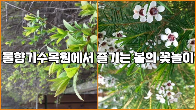 물향기수목원에서 즐기는 봄의 꽃놀이