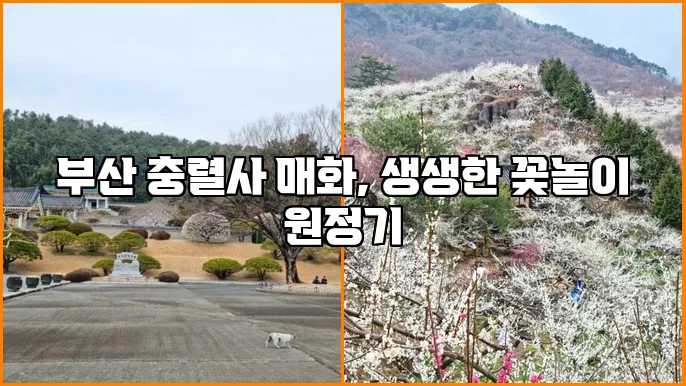 부산 충렬사 매화, 생생한 꽃놀이 원정기