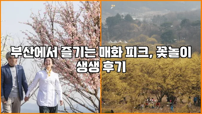 부산에서 즐기는 매화 피크, 꽃놀이 생생 후기