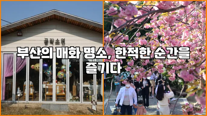 부산의 매화 명소, 한적한 순간을 즐기다