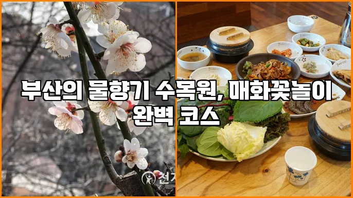 부산의 물향기 수목원, 매화꽃놀이 완벽 코스