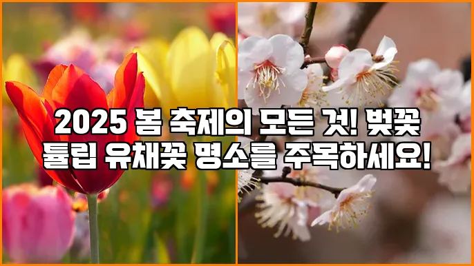 2025 봄 축제의 모든 것! 벚꽃 튤립 유채꽃 명소를 주목하세요!
