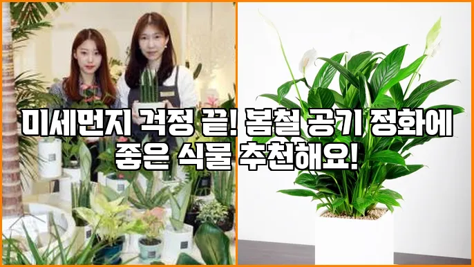 미세먼지 걱정 끝! 봄철 공기 정화에 좋은 식물 추천해요!